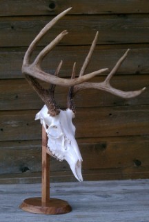 Safari Life Taxidermy