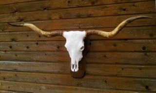 Safari Life Taxidermy