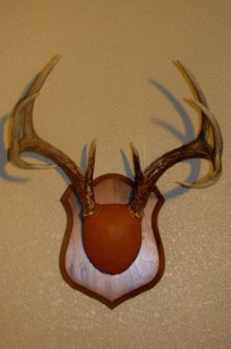 Safari Life Taxidermy