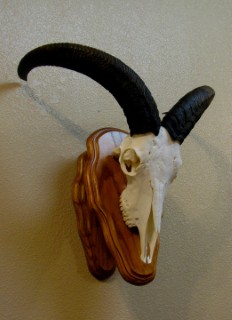 Safari Life Taxidermy