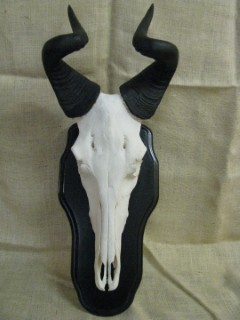 Safari Life Taxidermy