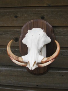 Safari Life Taxidermy