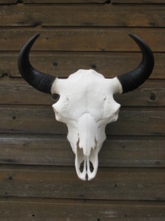 Safari Life Taxidermy