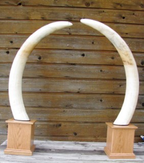 Safari Life Taxidermy