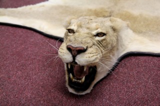 Safari Life Taxidermy