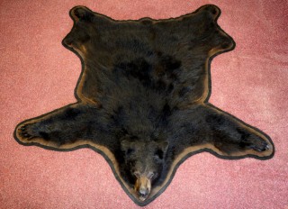 Safari Life Taxidermy