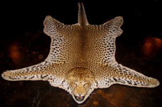 Safari Life Taxidermy