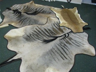 Safari Life Taxidermy