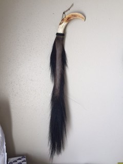 Safari Life Taxidermy