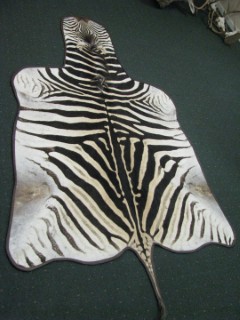 Safari Life Taxidermy