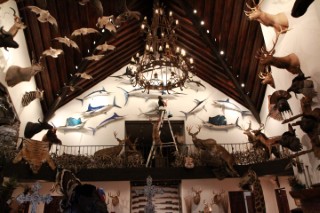 Safari Life Taxidermy