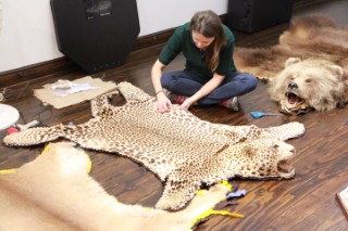 Safari Life Taxidermy