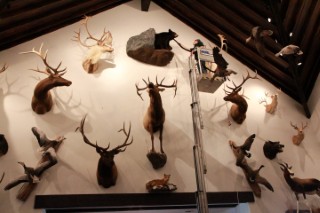 Safari Life Taxidermy