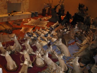 Safari Life Taxidermy