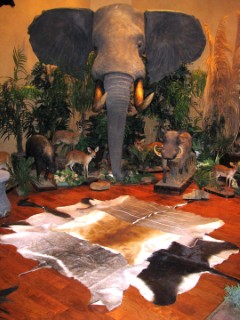 Safari Life Taxidermy