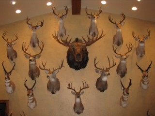 Safari Life Taxidermy