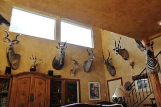 Safari Life Taxidermy
