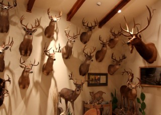 Safari Life Taxidermy